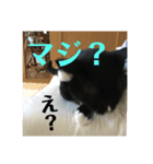 タキシードキャットのジジコさん（個別スタンプ：6）