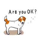 Every Day Dog Jack Russell Terrier（個別スタンプ：7）