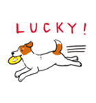 Every Day Dog Jack Russell Terrier（個別スタンプ：24）