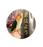 おししのスタンプ（個別スタンプ：1）