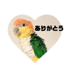おししのスタンプ（個別スタンプ：5）