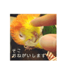 おししのスタンプ（個別スタンプ：8）