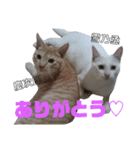 雪慶ニャーズ1（個別スタンプ：1）