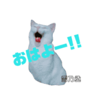 雪慶ニャーズ1（個別スタンプ：2）