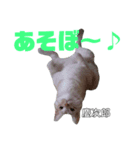 雪慶ニャーズ1（個別スタンプ：5）