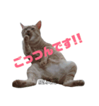 雪慶ニャーズ1（個別スタンプ：7）