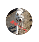 秋田犬のシフクちゃん（個別スタンプ：1）