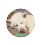 秋田犬のシフクちゃん（個別スタンプ：2）