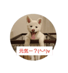 秋田犬のシフクちゃん（個別スタンプ：5）