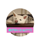 秋田犬のシフクちゃん（個別スタンプ：6）