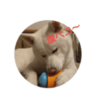 秋田犬のシフクちゃん（個別スタンプ：7）