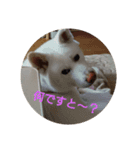 秋田犬のシフクちゃん（個別スタンプ：8）