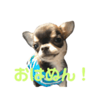 愛犬3兄弟＊もちたけみちまる（個別スタンプ：1）
