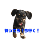 愛犬3兄弟＊もちたけみちまる（個別スタンプ：2）