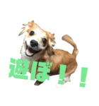 愛犬3兄弟＊もちたけみちまる（個別スタンプ：3）
