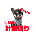愛犬3兄弟＊もちたけみちまる（個別スタンプ：5）