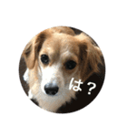 愛犬3兄弟＊もちたけみちまる（個別スタンプ：6）