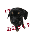 愛犬3兄弟＊もちたけみちまる（個別スタンプ：7）