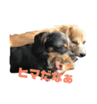 愛犬3兄弟＊もちたけみちまる（個別スタンプ：8）