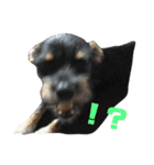 愛犬3兄弟＊もちたけみちまる（個別スタンプ：10）
