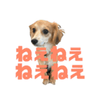 愛犬3兄弟＊もちたけみちまる（個別スタンプ：11）