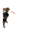 愛犬3兄弟＊もちたけみちまる（個別スタンプ：13）