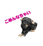 愛犬3兄弟＊もちたけみちまる（個別スタンプ：15）