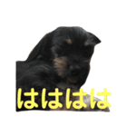 愛犬3兄弟＊もちたけみちまる（個別スタンプ：16）