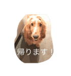 イングリッシュコッカー栗丸のスタンプ（個別スタンプ：7）