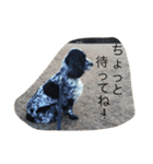 イングリッシュコッカー栗丸のスタンプ（個別スタンプ：10）