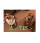 イングリッシュコッカー栗丸のスタンプ（個別スタンプ：11）