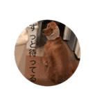 イングリッシュコッカー栗丸のスタンプ（個別スタンプ：12）
