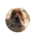 イングリッシュコッカー栗丸のスタンプ（個別スタンプ：15）