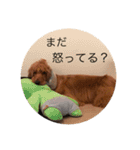 イングリッシュコッカー栗丸のスタンプ（個別スタンプ：21）