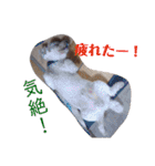 リルボーイ 3（個別スタンプ：14）