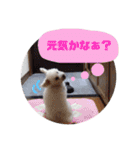 リルボーイ 3（個別スタンプ：21）