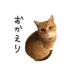 三毛猫茶色白黒2（個別スタンプ：2）