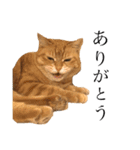 三毛猫茶色白黒2（個別スタンプ：3）