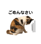 三毛猫茶色白黒2（個別スタンプ：6）
