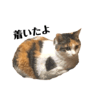三毛猫茶色白黒2（個別スタンプ：8）