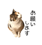 三毛猫茶色白黒2（個別スタンプ：9）