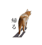 三毛猫茶色白黒2（個別スタンプ：10）