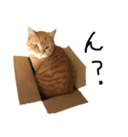 三毛猫茶色白黒2（個別スタンプ：11）