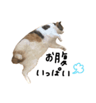 三毛猫茶色白黒2（個別スタンプ：12）