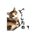 三毛猫茶色白黒2（個別スタンプ：14）