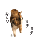 三毛猫茶色白黒2（個別スタンプ：19）