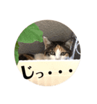 三毛猫茶色白黒2（個別スタンプ：20）