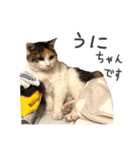 三毛猫茶色白黒2（個別スタンプ：22）