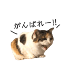 三毛猫茶色白黒2（個別スタンプ：24）