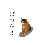 三毛猫茶色白黒2（個別スタンプ：25）
